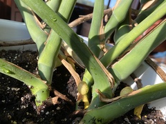 Leucocoprinus birnbaumii