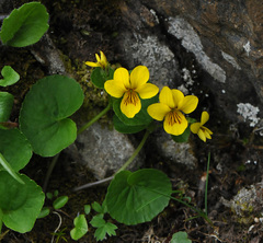 Viola biflora