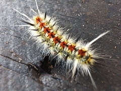 Lymantriinae