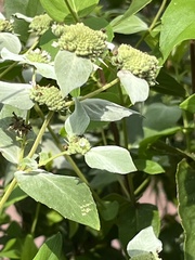 Synchlora aerata