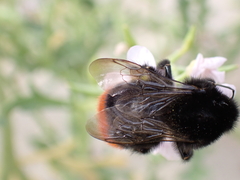 Bombus lapidarius