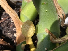 Leucocoprinus birnbaumii