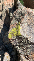 Chrysothrix candelaris