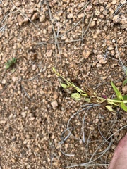 Penstemon glaber alpinus