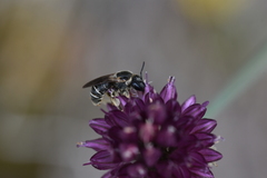 Pseudapis diversipes