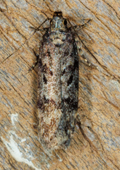 Chionodes mediofuscella