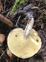 Suillus weaverae