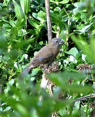Cyanoloxia glaucocaerulea
