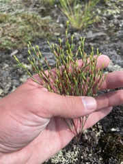 Hypericum gentianoides