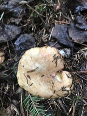 Suillus weaverae