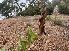 Penstemon glaber alpinus