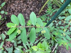 Euphorbia hypericifolia