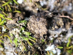 Endocarpon pallidulum