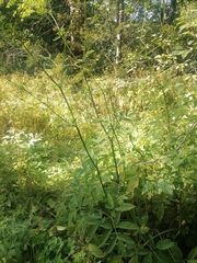 Chaerophyllum aromaticum