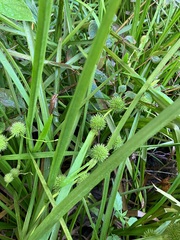 Sparganium americanum