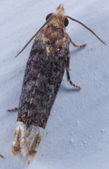 Eucosma ochroterminana