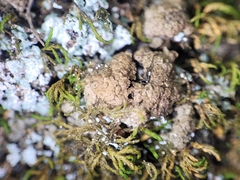 Endocarpon pallidulum