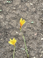 Zephyranthes tubispatha