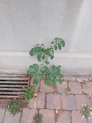 Solanum lycopersicum