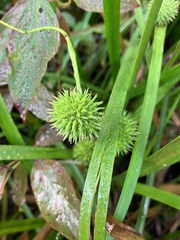 Sparganium americanum