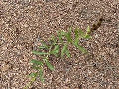 Penstemon glaber alpinus