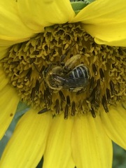 Melissodes trinodis