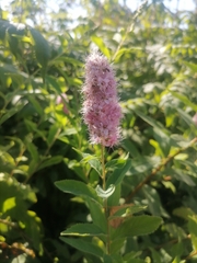 Spiraea × billardii