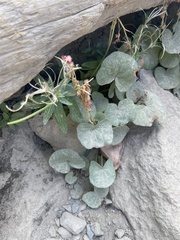 Oxyria digyna