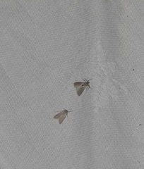 Acentria ephemerella