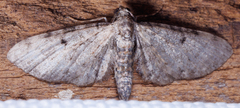 Eupithecia miserulata