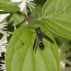 Zethus spinipes