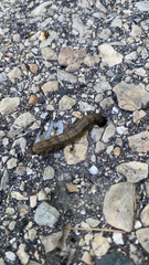 Spodoptera frugiperda