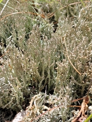 Cladonia phyllophora