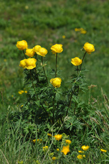 Trollius europaeus