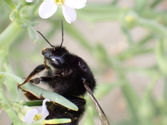 Bombus lapidarius