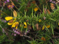Ulex europaeus