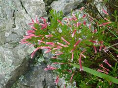 Erica versicolor