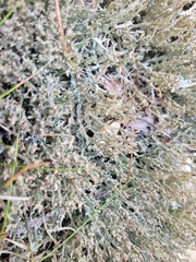 Cladonia phyllophora
