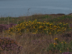 Ulex europaeus
