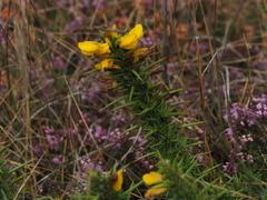Ulex europaeus