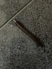 Myriapoda