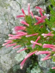 Erica versicolor