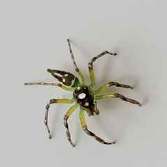 Salticinae
