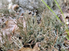 Cladonia phyllophora