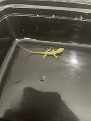 Anolis carolinensis