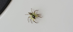 Salticinae