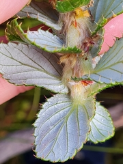 Cliffortia