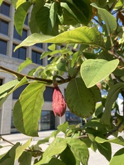 Magnoliaceae