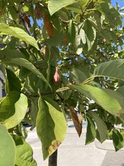 Magnoliaceae