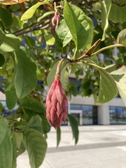 Magnoliaceae